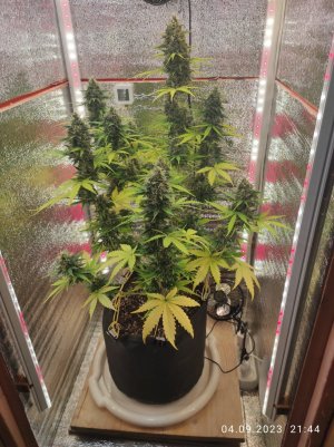 IMG_20230904_214456.jpg IMG_20230904_214456.jpg