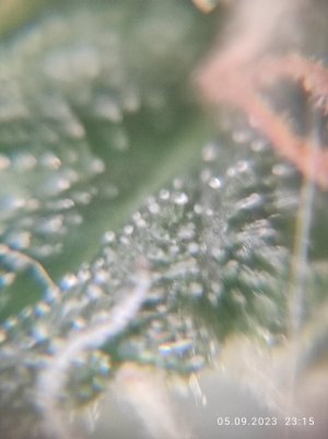 IMG_20230905_231551.jpg IMG_20230905_231551.jpg