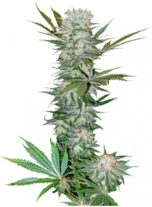 G13 Haze.jpg G13 Haze.jpg