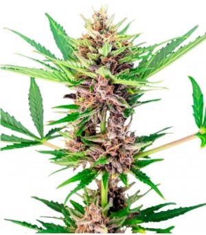 amnesia zkittlez auto.jpg amnesia zkittlez auto.jpg