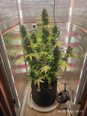 IMG_20230908_001034.jpg IMG_20230908_001034.jpg