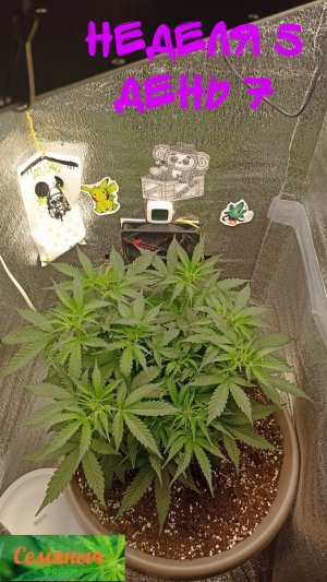 Picsart_23-09-10_07-42-51-835.jpg Picsart_23-09-10_07-42-51-835.jpg