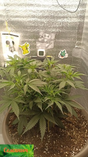 Picsart_23-09-10_07-43-38-258.jpg Picsart_23-09-10_07-43-38-258.jpg