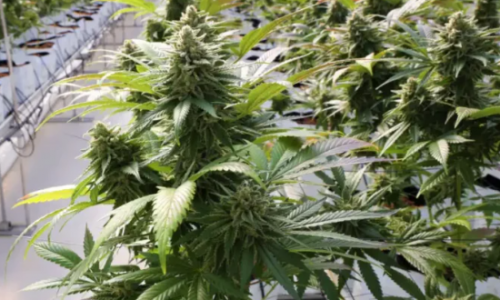 1694600297269.png 1694600297269.png