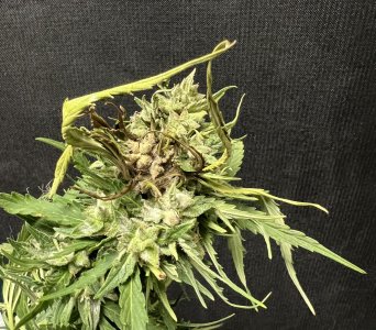 FDF033CA-9E19-4A30-AD26-5E74D7974BAF.jpeg FDF033CA-9E19-4A30-AD26-5E74D7974BAF.jpeg