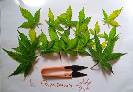 дефолиация на 54 дн.jpg