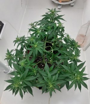 20230915_182807.jpg 20230915_182807.jpg