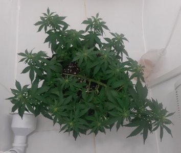 20230916_085107.jpg 20230916_085107.jpg