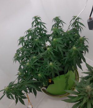 20230916_211250.jpg 20230916_211250.jpg