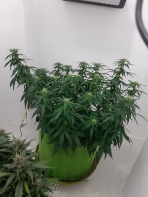 20230916_210852.jpg 20230916_210852.jpg