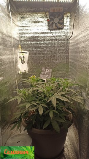 Picsart_23-09-13_07-25-50-510.jpg Picsart_23-09-13_07-25-50-510.jpg