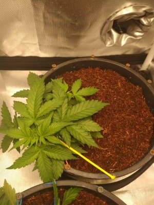 img_20230918_215255007.jpg img_20230918_215255007.jpg