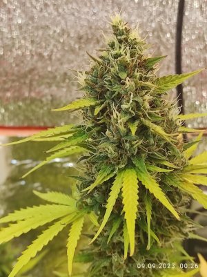 IMG_20230909_002617.jpg IMG_20230909_002617.jpg