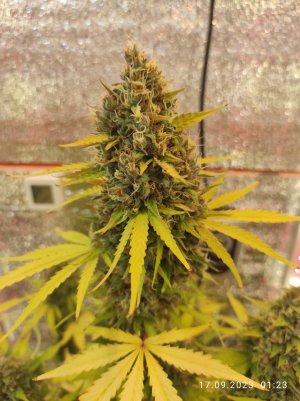 IMG_20230917_012324.jpg IMG_20230917_012324.jpg