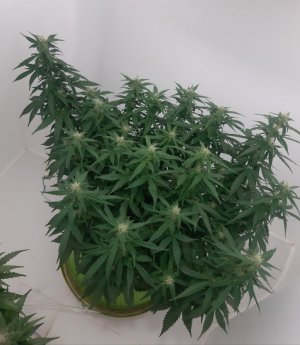 20230919_212759.jpg 20230919_212759.jpg