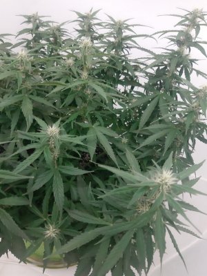 20230919_212909.jpg 20230919_212909.jpg