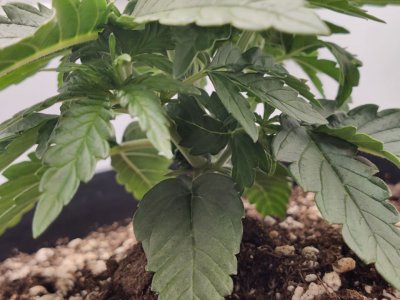 IMG_20230921_092238_187.jpg IMG_20230921_092238_187.jpg