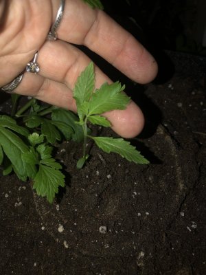 IMG_3850.jpeg IMG_3850.jpeg