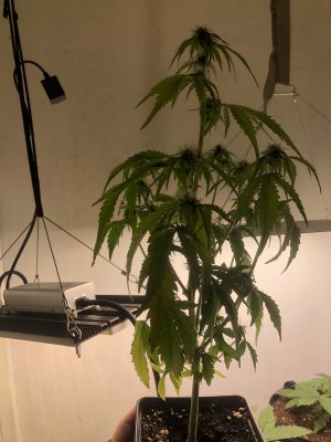 IMG_3847.jpeg IMG_3847.jpeg