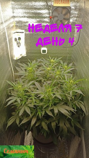 Picsart_23-09-21_07-25-35-321.jpg Picsart_23-09-21_07-25-35-321.jpg