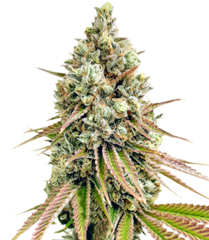 1695721365653.png 1695721365653.png