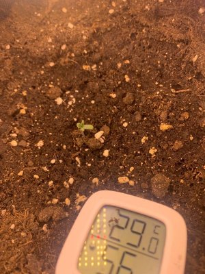 IMG_3264.jpeg IMG_3264.jpeg