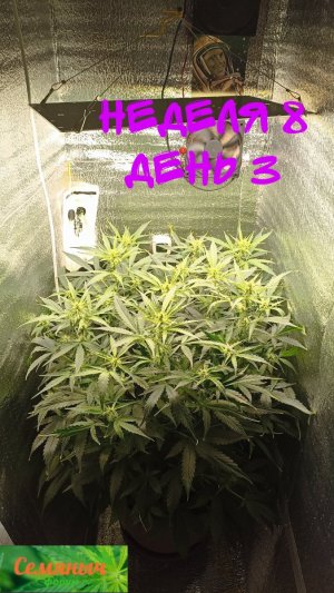 Picsart_23-09-27_07-24-39-653.jpg Picsart_23-09-27_07-24-39-653.jpg