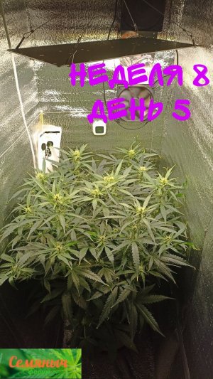 Picsart_23-09-29_08-21-36-082.jpg Picsart_23-09-29_08-21-36-082.jpg