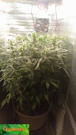 Picsart_23-10-06_09-46-41-563.jpg Picsart_23-10-06_09-46-41-563.jpg