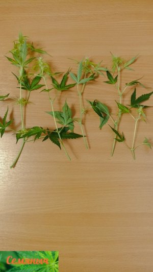 Picsart_23-10-10_08-21-25-900.jpg Picsart_23-10-10_08-21-25-900.jpg