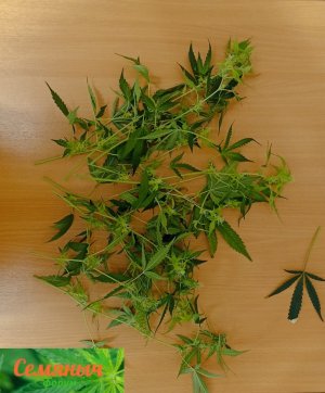 Picsart_23-10-12_20-57-57-819.jpg Picsart_23-10-12_20-57-57-819.jpg