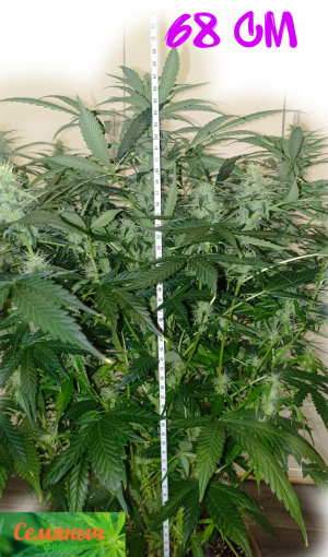 Picsart_23-10-09_09-25-54-203.png Picsart_23-10-09_09-25-54-203.png