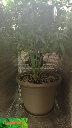 Picsart_23-10-14_08-41-56-670.jpg Picsart_23-10-14_08-41-56-670.jpg