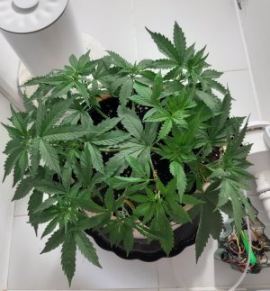 20231017_210732.jpg 20231017_210732.jpg