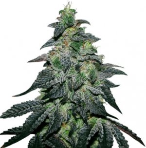 golosa.jpg golosa.jpg