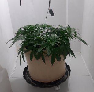 20231019_194141.jpg 20231019_194141.jpg