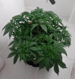 20231019_195153.jpg 20231019_195153.jpg