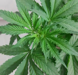 20231019_204452.jpg 20231019_204452.jpg