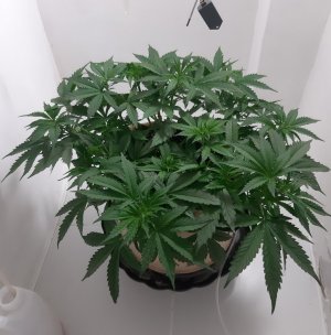 20231019_204543.jpg 20231019_204543.jpg