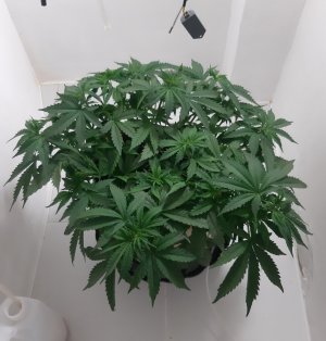 20231021_094521.jpg 20231021_094521.jpg