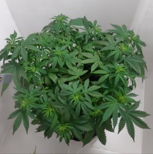 20231021_115139.jpg 20231021_115139.jpg