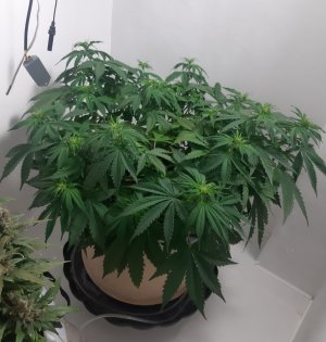 20231021_155326.jpg 20231021_155326.jpg