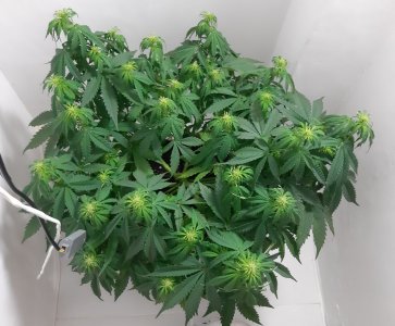 20231021_202729.jpg 20231021_202729.jpg