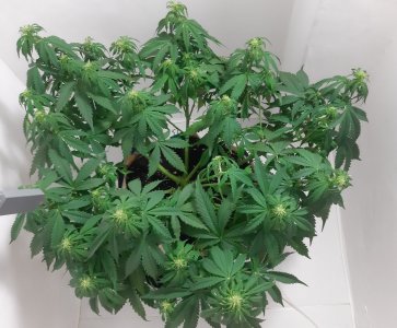 20231021_203719.jpg 20231021_203719.jpg