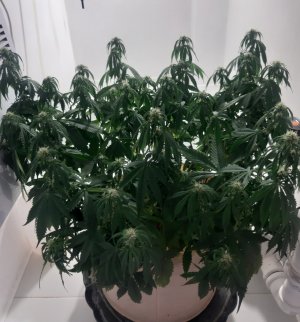 20231022_110330.jpg 20231022_110330.jpg