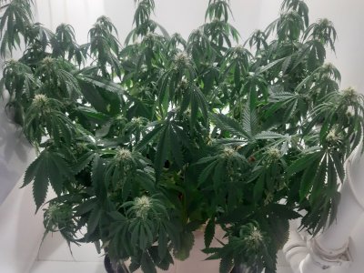 20231022_110316.jpg 20231022_110316.jpg