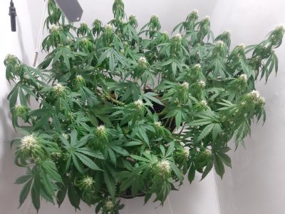 20231022_134552.jpg 20231022_134552.jpg