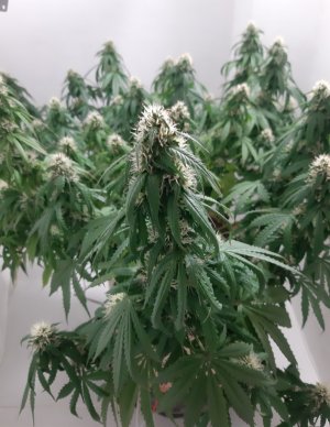 20231024_204335.jpg 20231024_204335.jpg