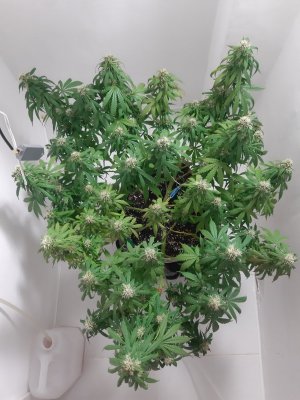 20231025_221205.jpg 20231025_221205.jpg