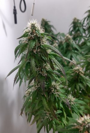 20231025_220936.jpg 20231025_220936.jpg